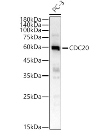 CDC20 Rabbit Polyclonal Antibody