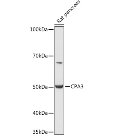 CPA3 Rabbit Polyclonal Antibody