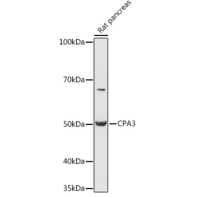 CPA3 Rabbit Polyclonal Antibody