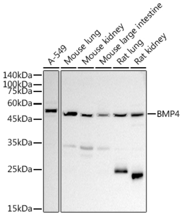 BMP4 Rabbit Polyclonal Antibody