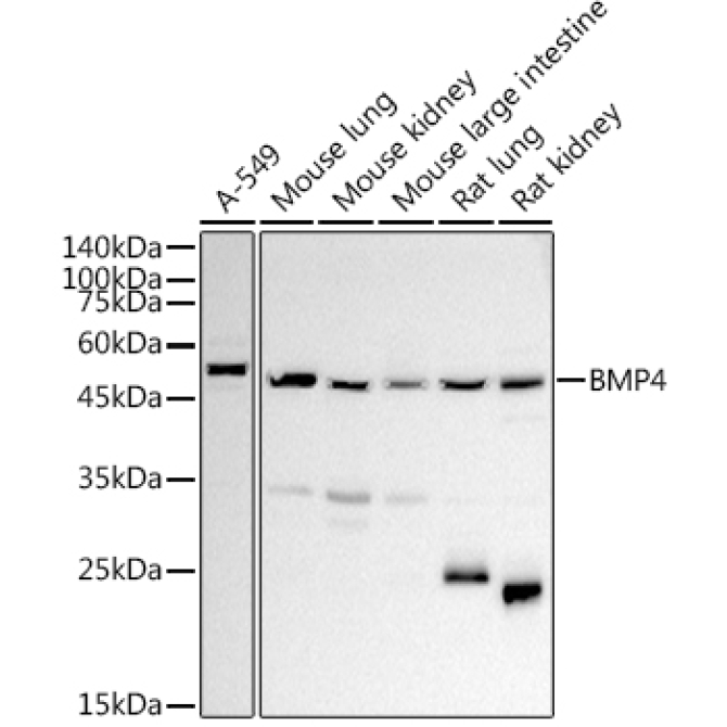BMP4 Rabbit Polyclonal Antibody