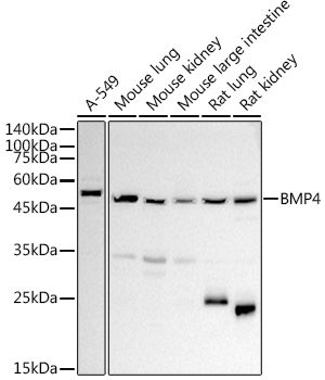 BMP4 Rabbit Polyclonal Antibody