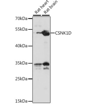CSNK1D Rabbit Polyclonal Antibody
