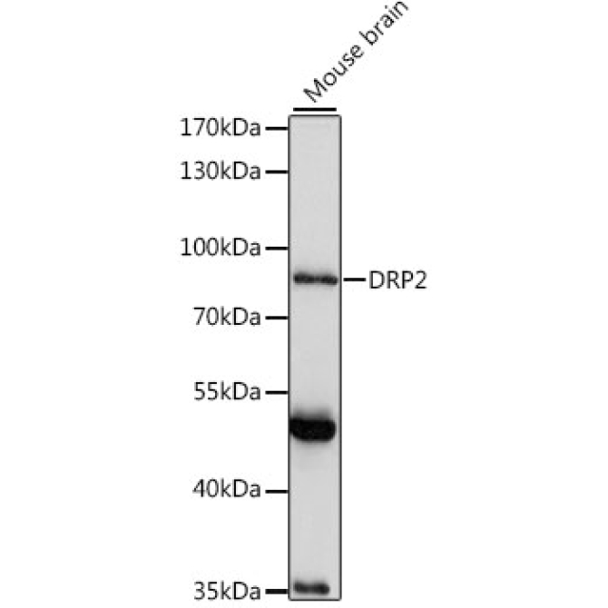 DRP2 Rabbit Polyclonal Antibody