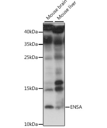 ENSA Rabbit Polyclonal Antibody