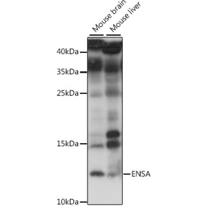 ENSA Rabbit Polyclonal Antibody