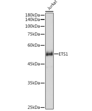 ETS1 Rabbit Polyclonal Antibody