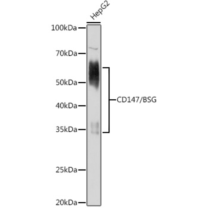 CD147/BSG Rabbit Polyclonal Antibody