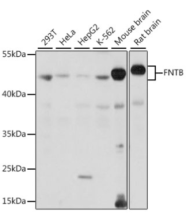 FNTB Rabbit Polyclonal Antibody