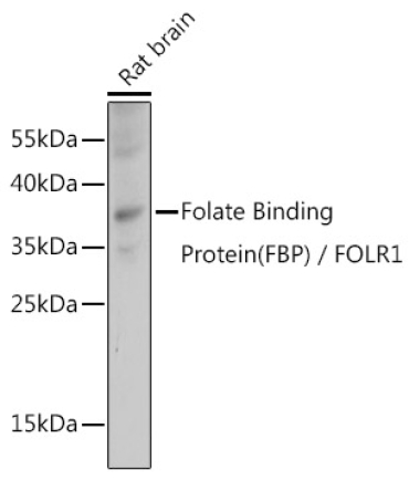 Folate Binding Protein(FBP) / FOLR1 Rabbit Polyclonal Antibody