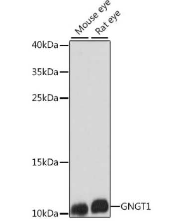 GNGT1 Rabbit Polyclonal Antibody