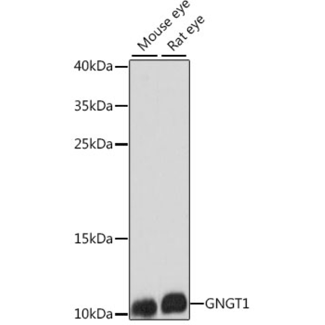 GNGT1 Rabbit Polyclonal Antibody