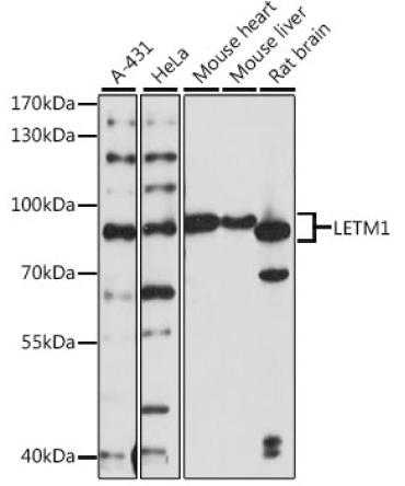 LETM1 Rabbit Polyclonal Antibody