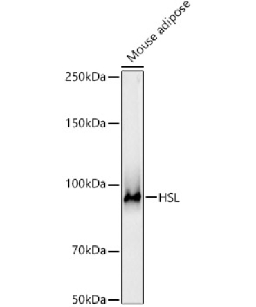 HSL Rabbit Polyclonal Antibody