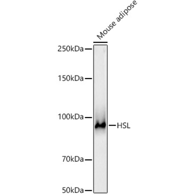 HSL Rabbit Polyclonal Antibody