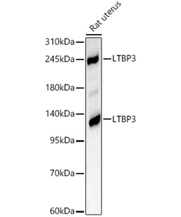 LTBP3 Rabbit Polyclonal Antibody