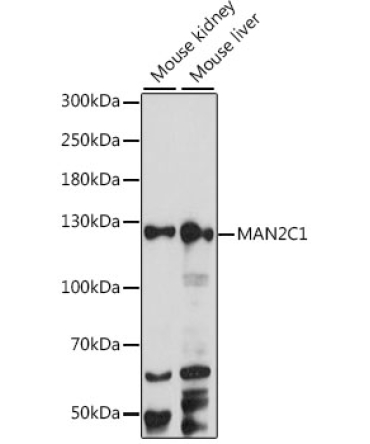 MAN2C1 Rabbit Polyclonal Antibody