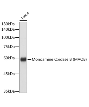 Monoamine Oxidase B (MAOB) Rabbit Polyclonal Antibody