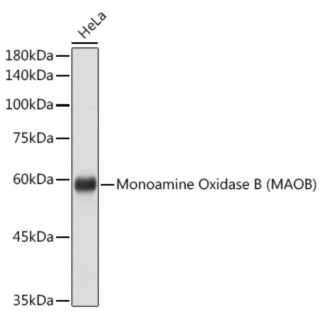 Monoamine Oxidase B (MAOB) Rabbit Polyclonal Antibody