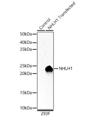 NHLH1 Rabbit Polyclonal Antibody