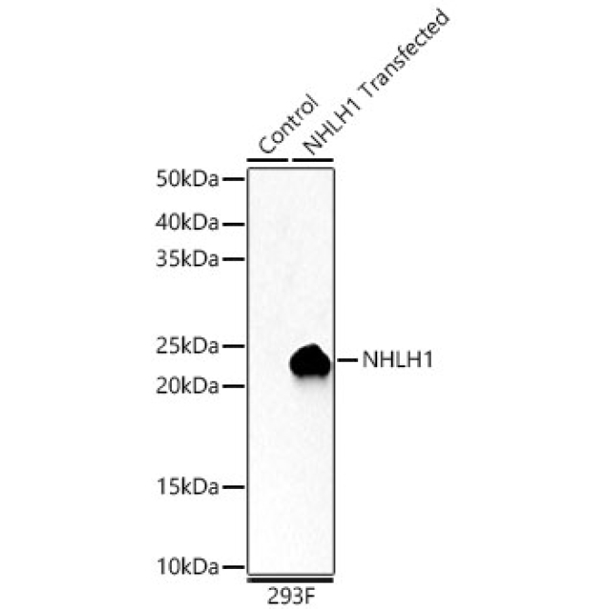 NHLH1 Rabbit Polyclonal Antibody