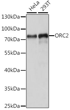 ORC2 Rabbit Polyclonal Antibody