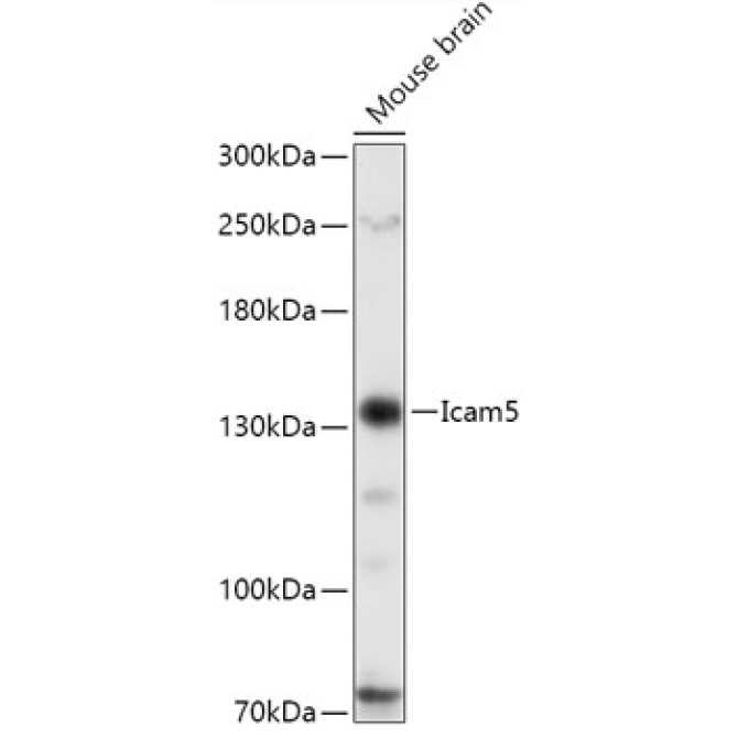 Icam5 Rabbit Polyclonal Antibody