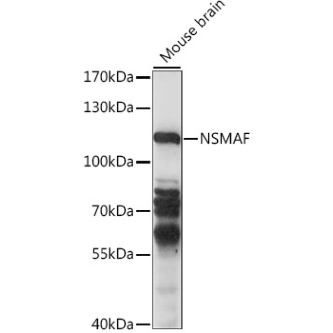NSMAF Rabbit Polyclonal Antibody