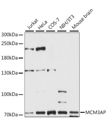 MCM3AP Rabbit Polyclonal Antibody
