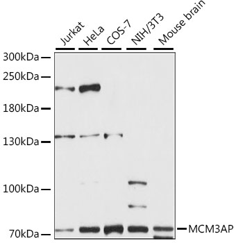 MCM3AP Rabbit Polyclonal Antibody