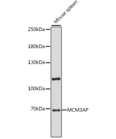 MCM3AP Rabbit Polyclonal Antibody