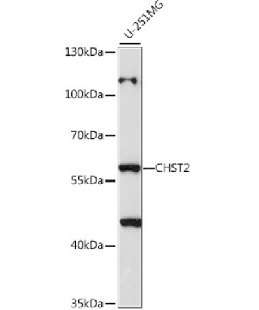 CHST2 Rabbit Polyclonal Antibody