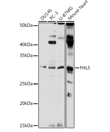 FHL5 Rabbit Polyclonal Antibody