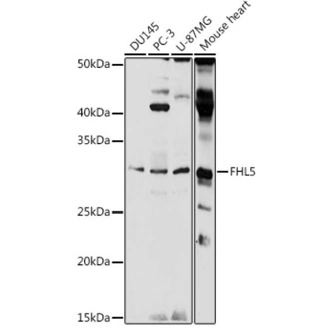 FHL5 Rabbit Polyclonal Antibody
