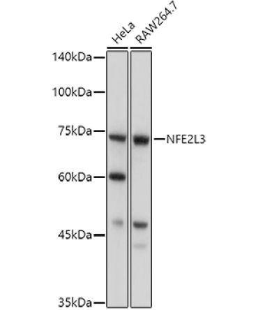 NFE2L3 Rabbit Polyclonal Antibody