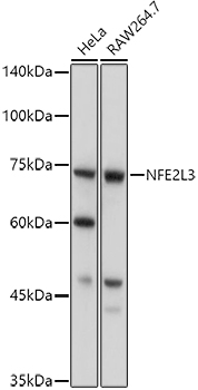 NFE2L3 Rabbit Polyclonal Antibody