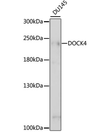DOCK4 Rabbit Polyclonal Antibody