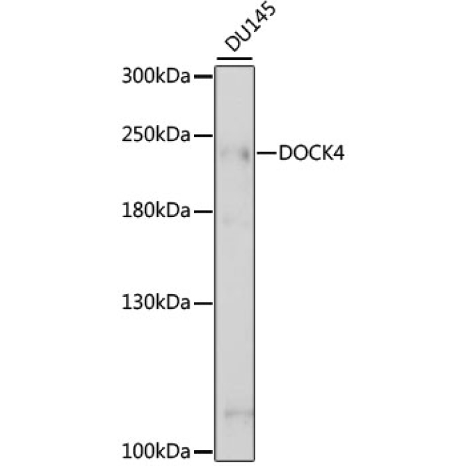 DOCK4 Rabbit Polyclonal Antibody