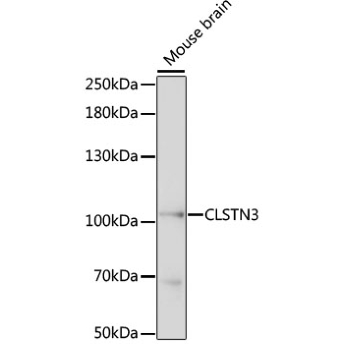 CLSTN3 Rabbit Polyclonal Antibody