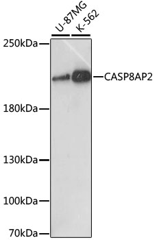 CASP8AP2 Rabbit Polyclonal Antibody