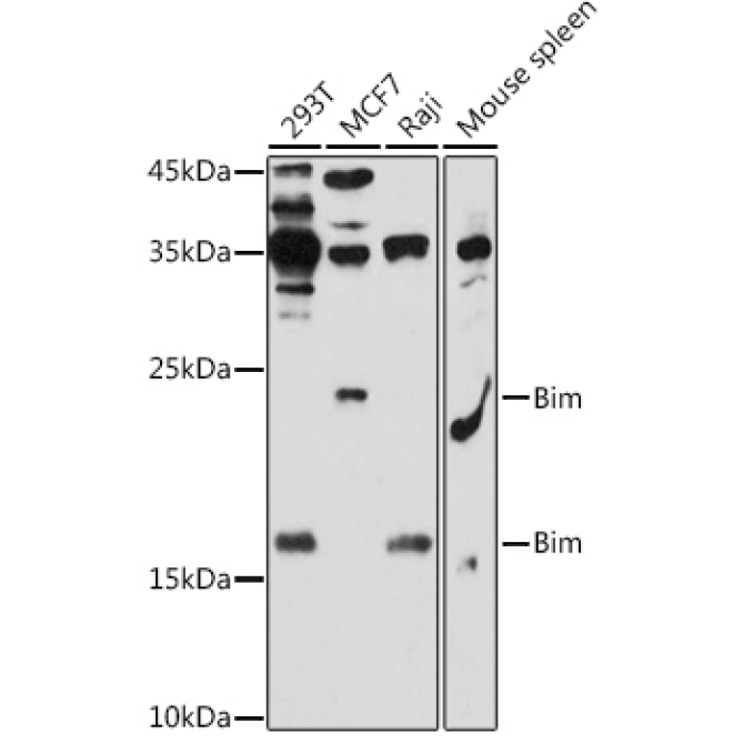 Bim Rabbit Polyclonal Antibody