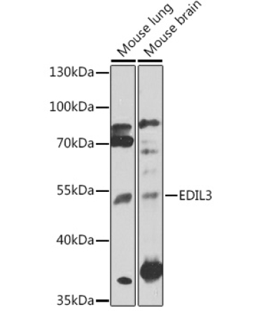 EDIL3 Rabbit Polyclonal Antibody