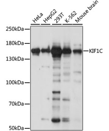 KIF1C Rabbit Polyclonal Antibody