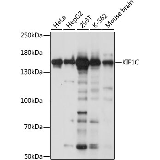 KIF1C Rabbit Polyclonal Antibody