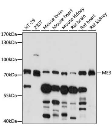 ME3 Rabbit Polyclonal Antibody
