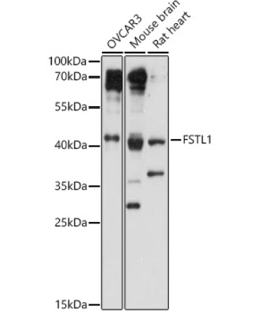 FSTL1 Rabbit Polyclonal Antibody