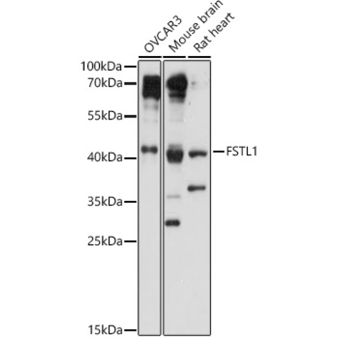FSTL1 Rabbit Polyclonal Antibody
