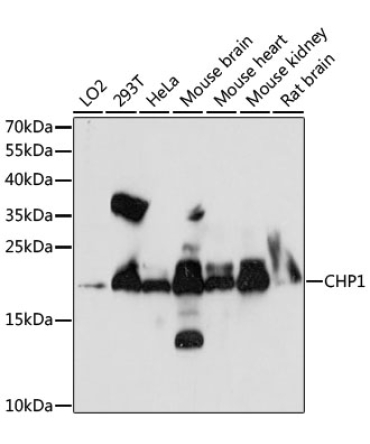 CHP1 Rabbit Polyclonal Antibody