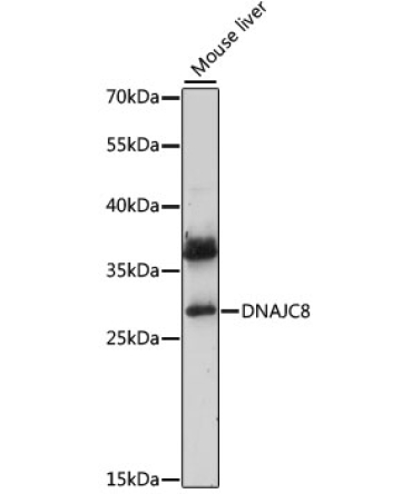 DNAJC8 Rabbit Polyclonal Antibody