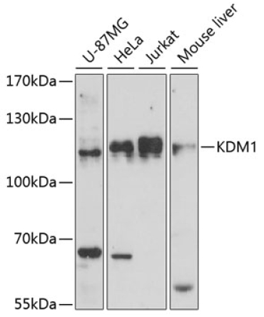 KDM1 Rabbit Polyclonal Antibody
